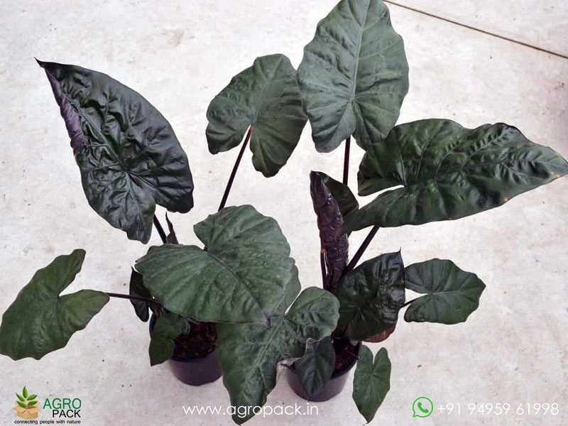 Alocasia-Plumbea2