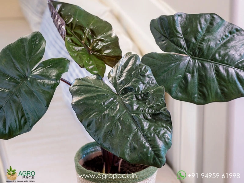 Alocasia-Plumbea3