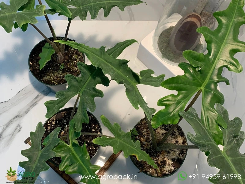 Alocasia-Portei1
