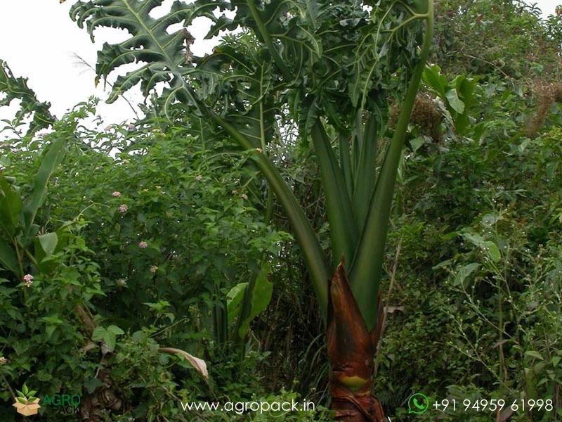 Alocasia-Portei2