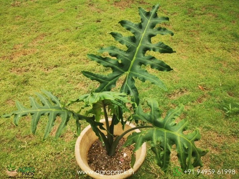 Alocasia-Portei3