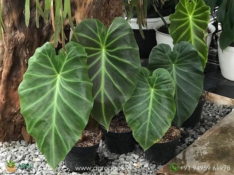 Alocasia-Remusatia3