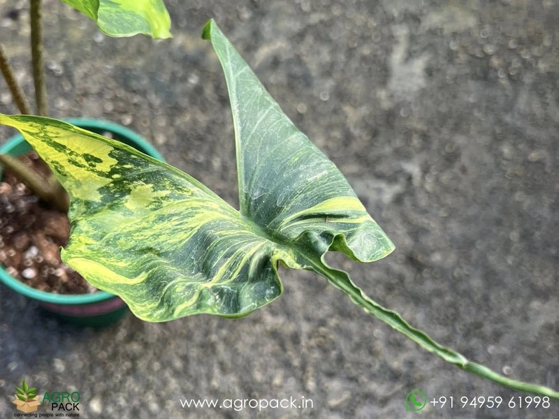 Alocasia-Stingray-Aurea-Variegated1