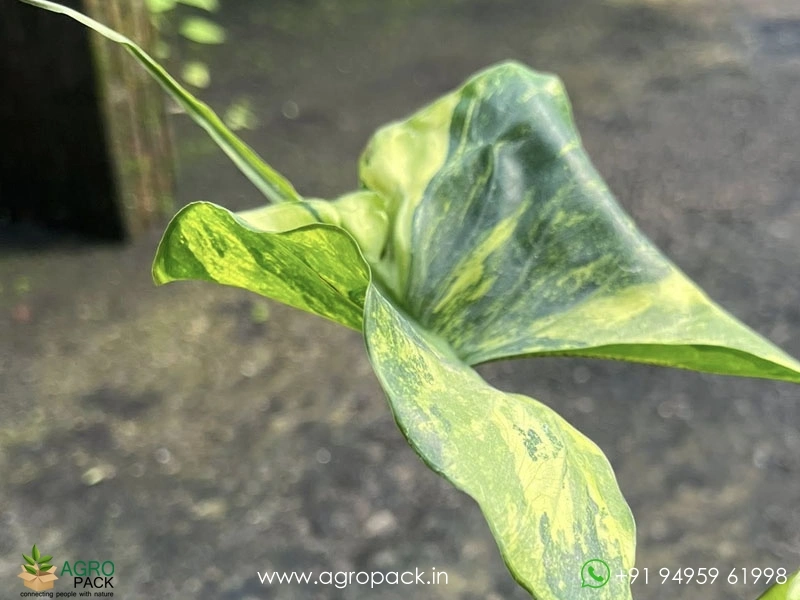 Alocasia-Stingray-Aurea-Variegated2