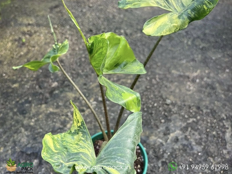Alocasia-Stingray-Aurea-Variegated4