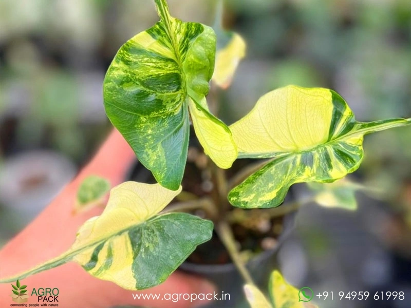 Alocasia-Stingray-Aurea-Variegated5