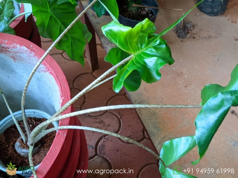 Alocasia-Stingray6