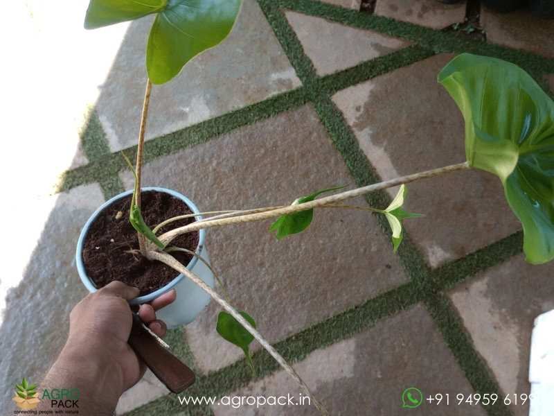 Alocasia-Stingray7