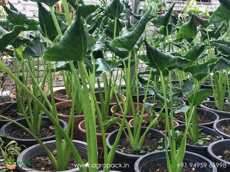 Alocasia-Triangularis1