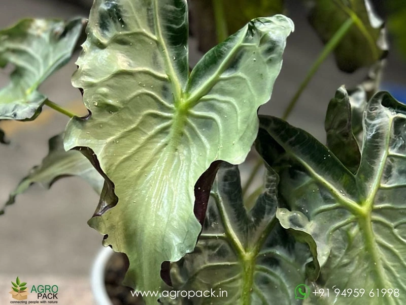 Alocasia-Venom2