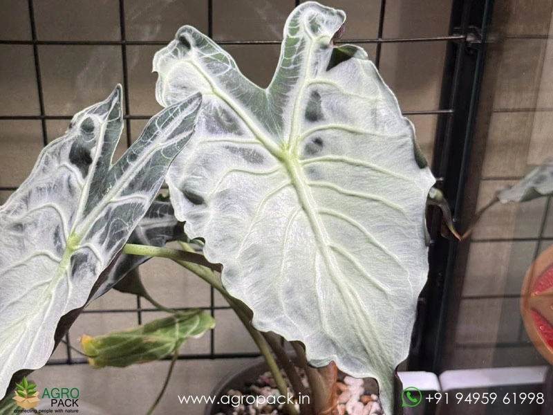 Alocasia-Venom5