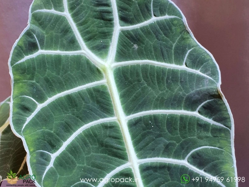 Alocasia-Watsoniana2