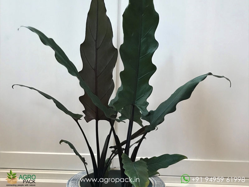 Alocasia-lauterbachiana4