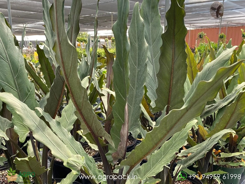 Alocasia-lauterbachiana5