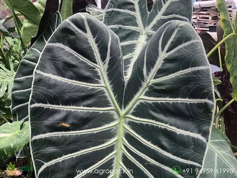 Alocasia-longiloba-Grandis1