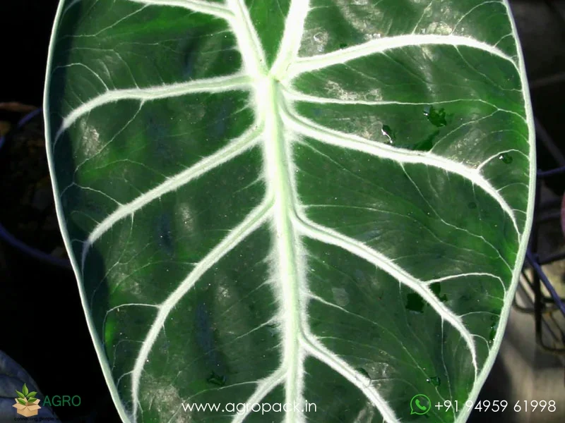 Alocasia-longiloba-Grandis2