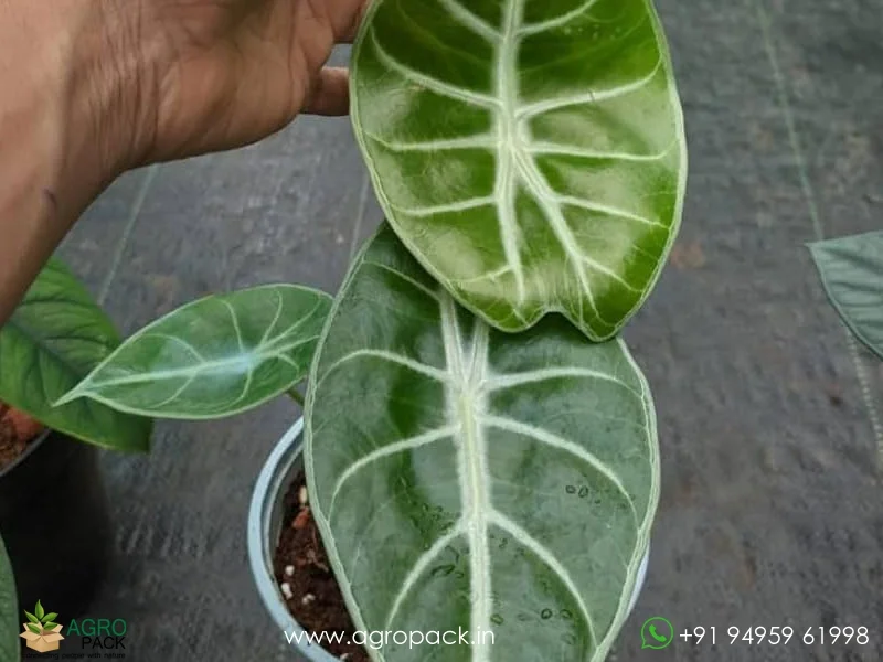 Alocasia-longiloba-Grandis3