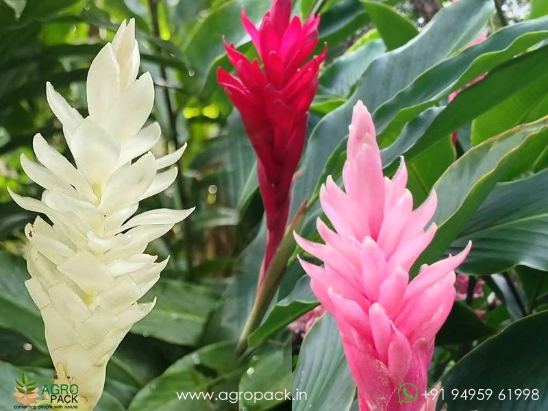 Alpenia-Red-Pink-&-White1