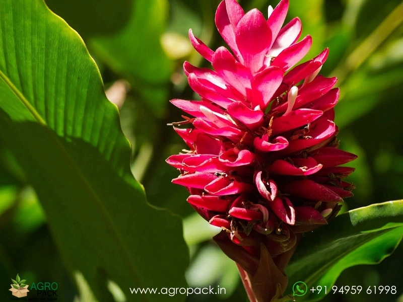 Alpenia-Red-Pink-&-White2