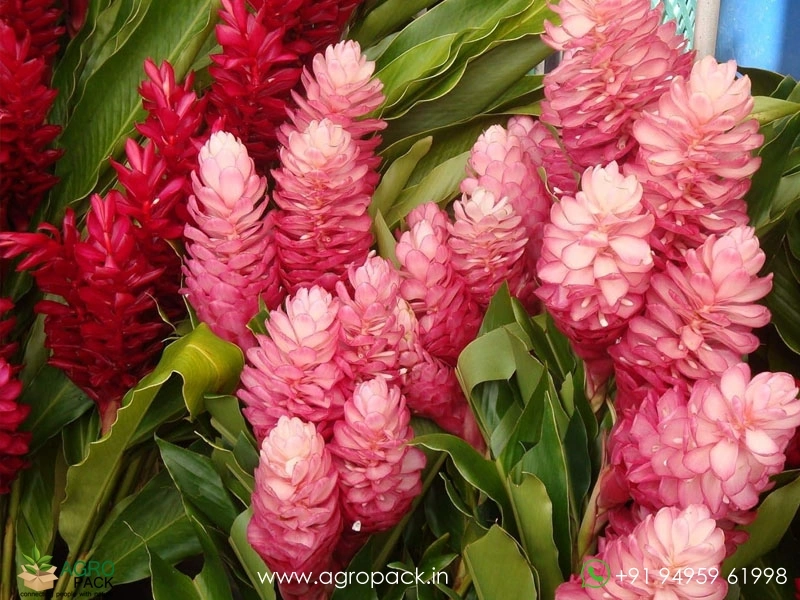 Alpenia-Red-Pink-&-White5