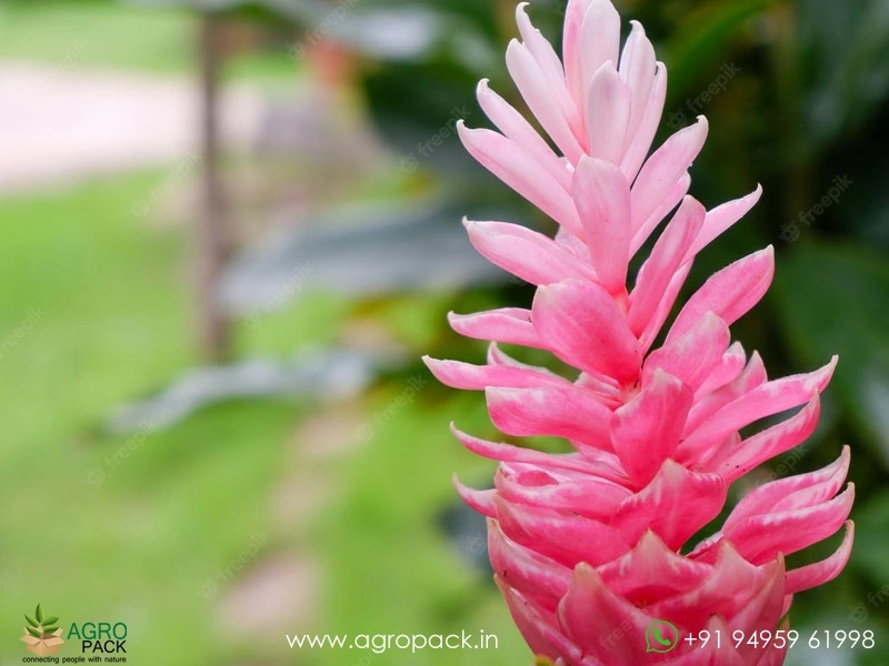 Alpinia-Pink-Ginger2