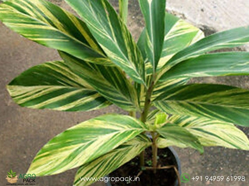 Alpinia-zerumbet-Variegata2