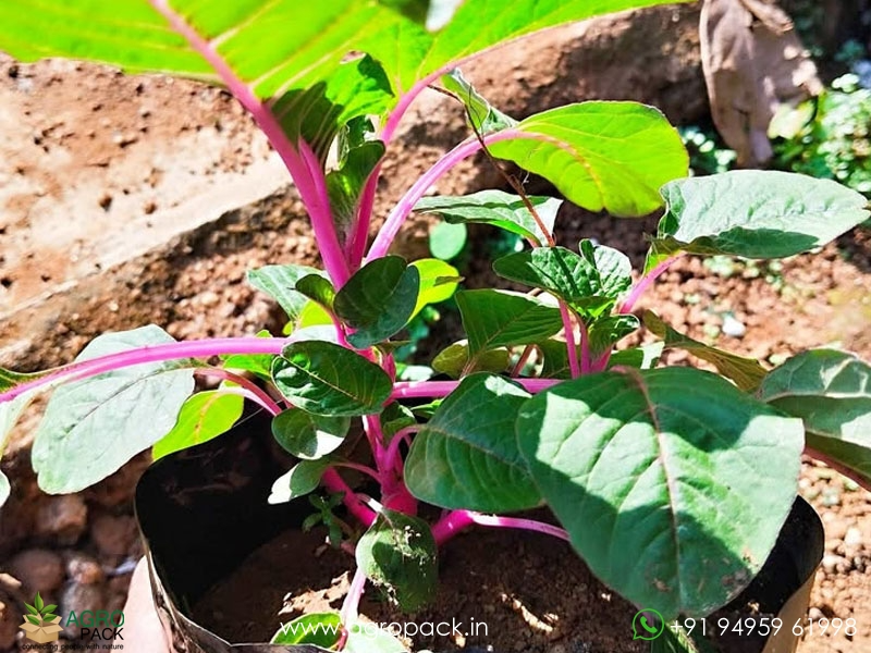 Amaranthus-Pink-Beauty-Sundari1