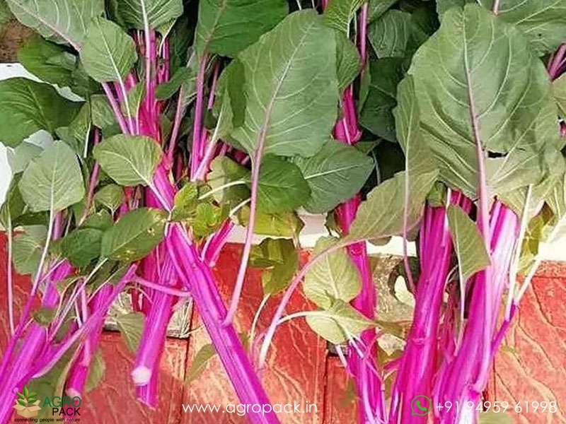 Amaranthus-Pink-Beauty-Sundari3