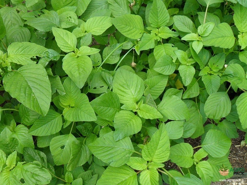 Amaranthus3