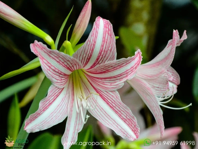 Amaryllis-Pink-Hippeastrum-Reticulatum2