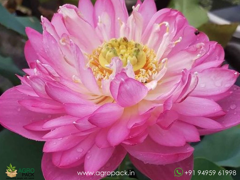 Ameri-Peony-Lotus1