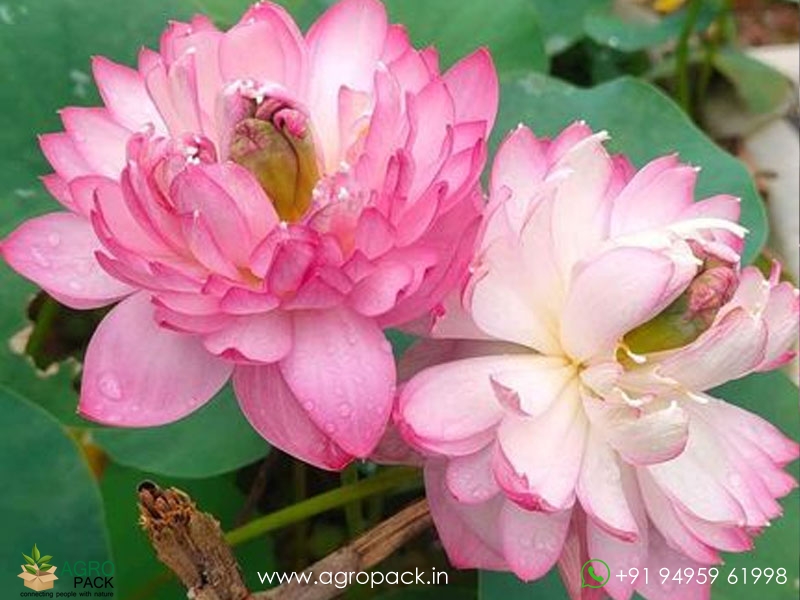 Ameri-Peony-Lotus2