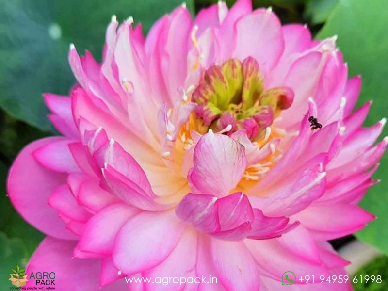 Ameri-Peony-Lotus3