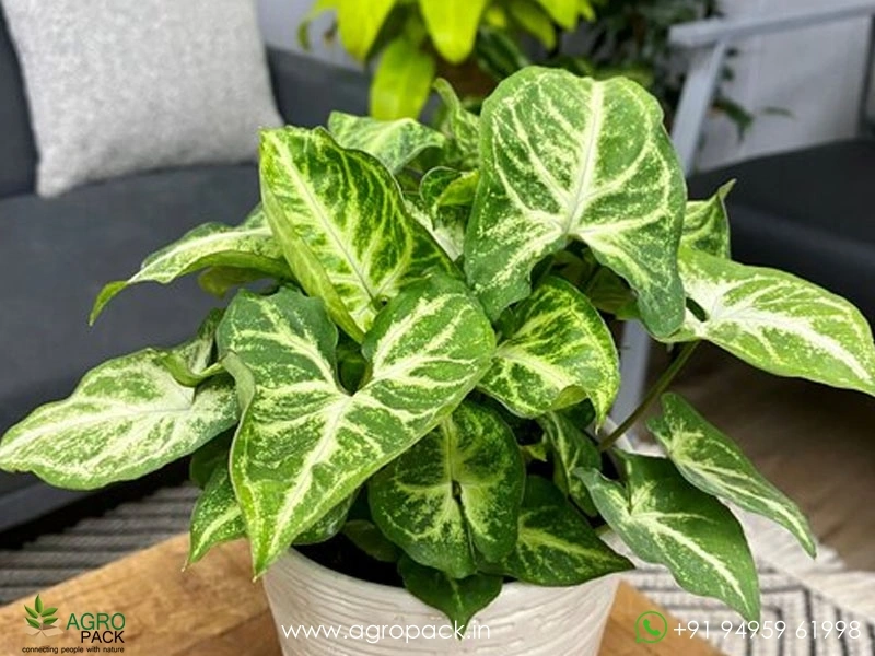 American-Evergreen-Indoor1