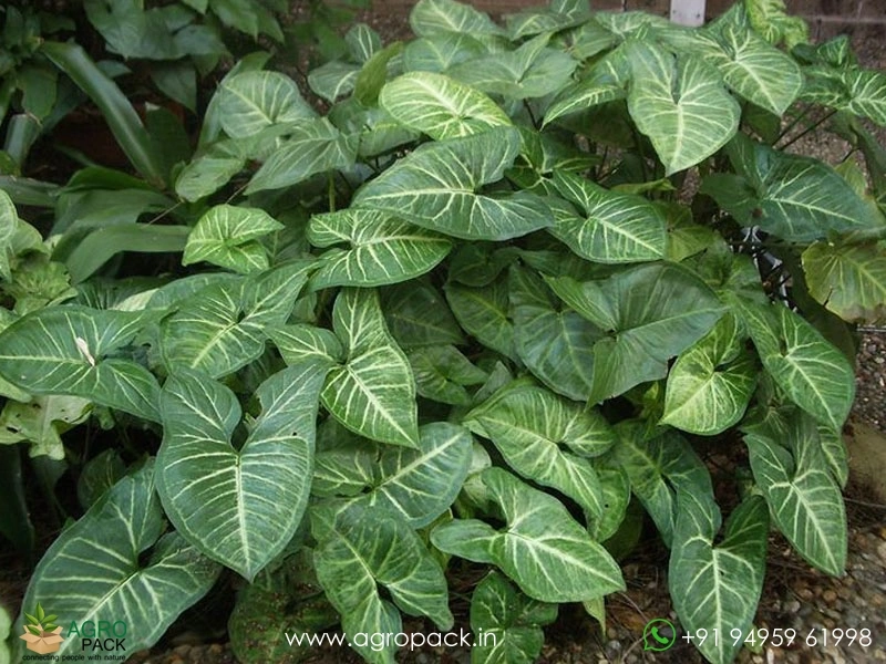 American-Evergreen-Indoor3