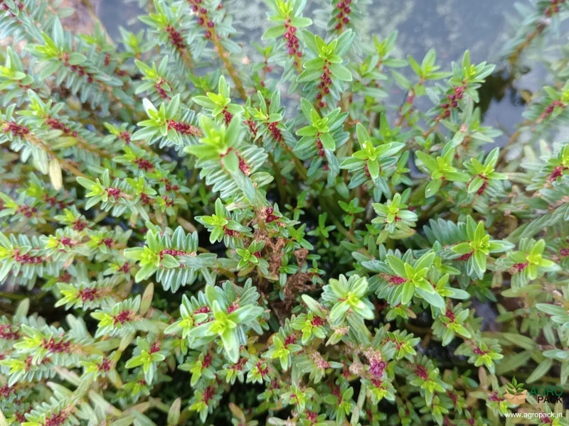 Ammannia-multiflora2