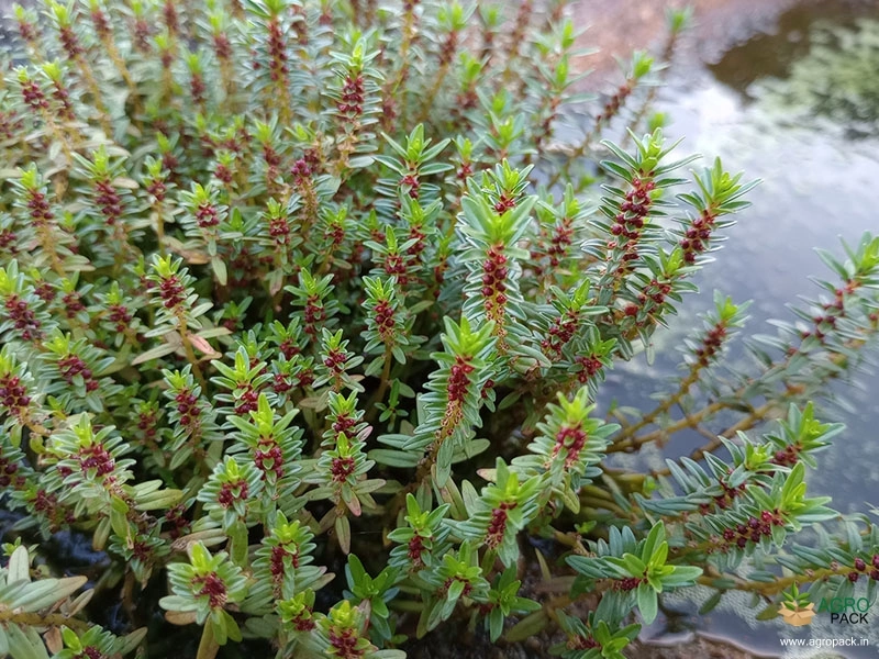 Ammannia-multiflora4