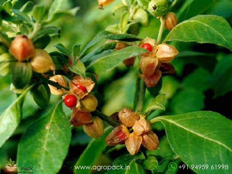 Amukkuram3