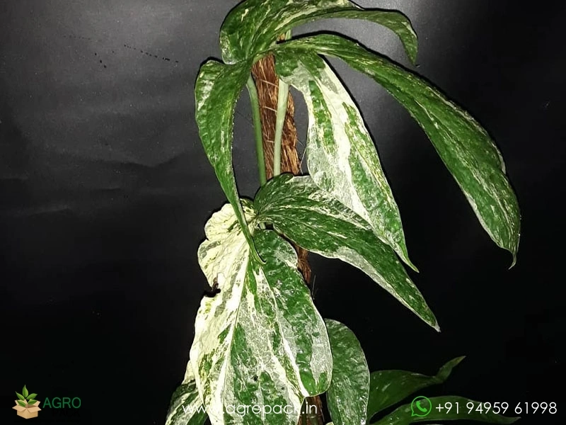 Amydrium-zippelianum-variegated1