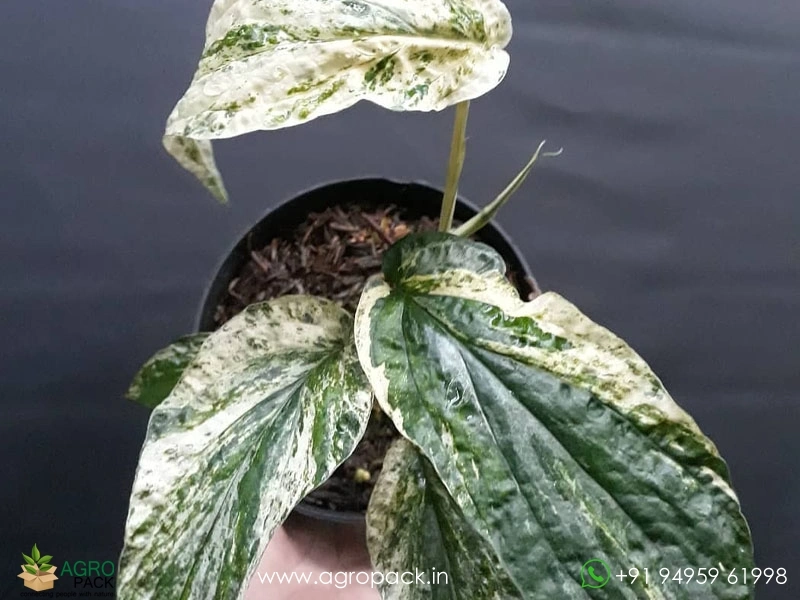 Amydrium-zippelianum-variegated2