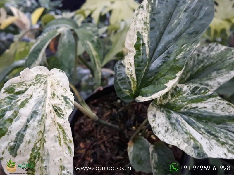 Amydrium-zippelianum-variegated3