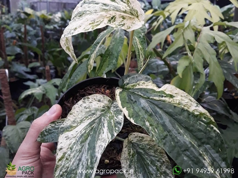 Amydrium-zippelianum-variegated4