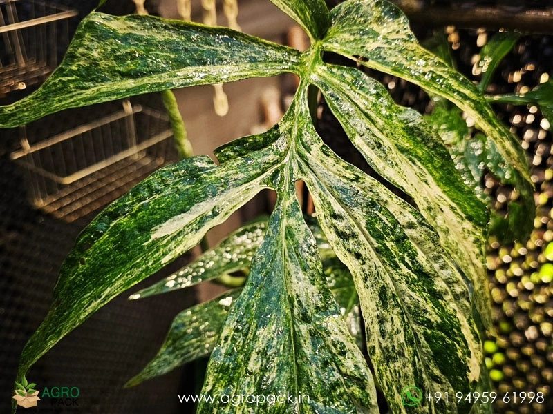 Amydrium-zippelianum-variegated5