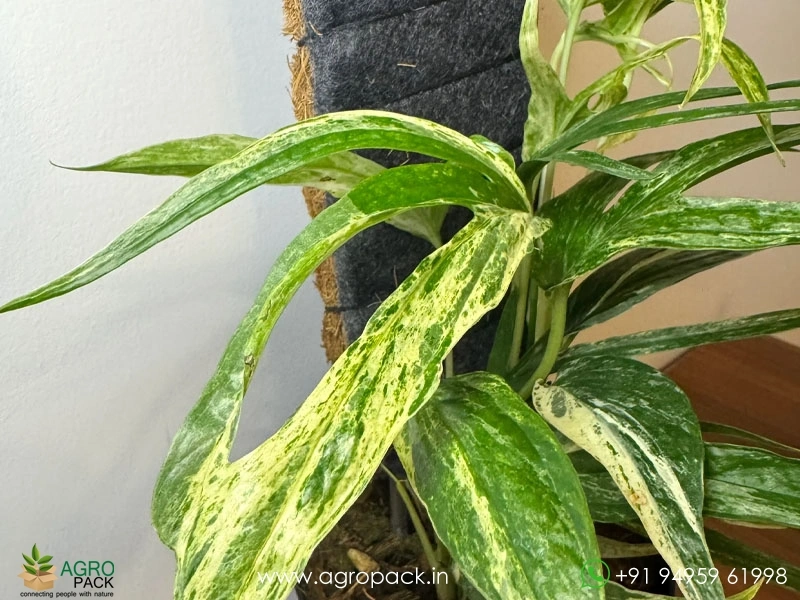 Amydrium-zippelianum-variegated6