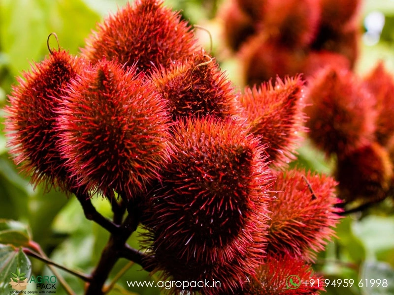 Annatto2