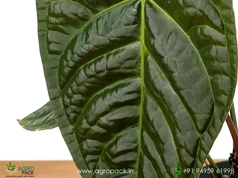 Anthurium-Amazon-Diamond3