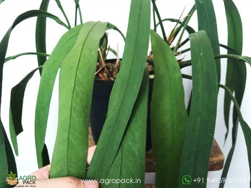 Anthurium-Bakeri1