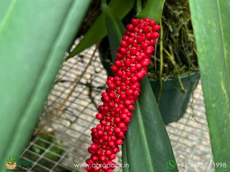 Anthurium-Bakeri2