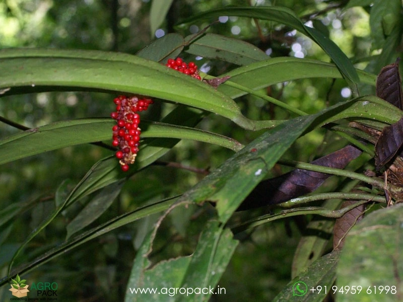 Anthurium-Bakeri3