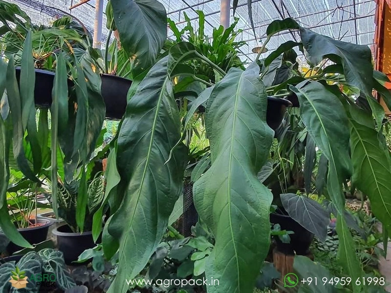 Anthurium Big Bill Plant For Sale In India | Online plant nursery